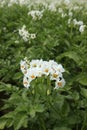 Potato sprouts on the bed of the farm, young potatoes, flowering ripening potatoes Royalty Free Stock Photo