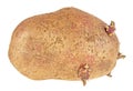 Potato with sprouts isolated on a white background Royalty Free Stock Photo