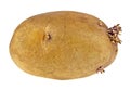 Potato with sprouts isolated on a white background Royalty Free Stock Photo