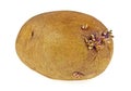 Potato with sprouts isolated on a white background Royalty Free Stock Photo