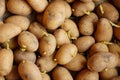 Potato sprouts for planting germinated Royalty Free Stock Photo