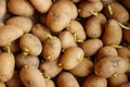 Potato sprouts for planting germinated Royalty Free Stock Photo