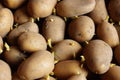 Potato sprouts for planting germinated Royalty Free Stock Photo
