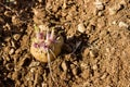 Potato sprouts. Sprouting seed potatoes ready for planting. Royalty Free Stock Photo