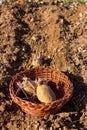 Potato sprouts. Sprouting seed potatoes ready for planting. Royalty Free Stock Photo