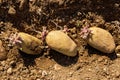 Potato sprouts. Sprouting seed potatoes ready for planting. Royalty Free Stock Photo