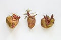 Potato sprouts on white background. Germinating vegetables. Ugly beautiful growing tubers