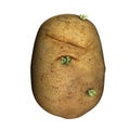 Potato Royalty Free Stock Photo