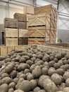 Potato storage facility. Forklift used to stack the crates. Refrigerated cold warehouse for potatoes and onions with wooden boxes. Royalty Free Stock Photo