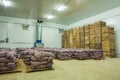 Potato in storage house Royalty Free Stock Photo