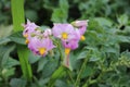 The Potato purple inflorescence. Lush leaves in the background.