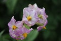 The Potato bloom macro photo. Green background. Purple petals. Royalty Free Stock Photo