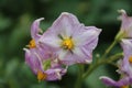 The Potato bloom photo. Green background. Purple petals. Beauty in the Nature. Royalty Free Stock Photo