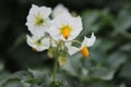 The potato bloom photo. Yellow stamen. White petals. Blurred background. Royalty Free Stock Photo