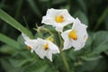 The potato bloom macrophotography. Yellow stamen. White petals. Royalty Free Stock Photo