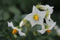The potato macrophotography. Yellow stamen. White petals. Royalty Free Stock Photo