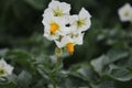 The potato bloom photo. Yellow stamen. White petals. Green background. Royalty Free Stock Photo