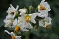 The potato tree is blooming. Yellow stamen. White flower petals. Royalty Free Stock Photo