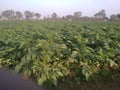 Potato tree in a field  in India Royalty Free Stock Photo