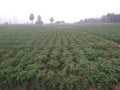 Potato trees fields photo of India Royalty Free Stock Photo