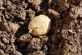 Potato tuber in the ground. planting potatoes in spring