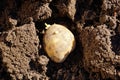 Potato tuber in the ground. planting potatoes in spring