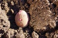 Potato tuber in the ground. planting potatoes in spring Royalty Free Stock Photo