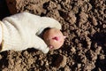 potato tuber in the ground. planting potatoes in spring. hand in Royalty Free Stock Photo