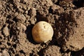 Potato tuber in the ground. planting potatoes in spring Royalty Free Stock Photo