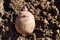 Potato tuber in the ground. planting potatoes in spring