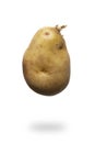 Potato tuber Royalty Free Stock Photo