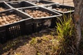 Potato planting season. Tubers lie in black boxes in the sun for germination Royalty Free Stock Photo