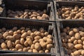 Potato tubers are in black plastic boxes for planting Royalty Free Stock Photo