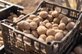 Potato tubers are in black plastic boxes for planting Royalty Free Stock Photo