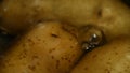 Potato tubers are boiled in water. Thin-skinned raw fresh unpeeled potatoes