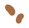 Potato tubers with brown skin. Fresh raw whole vegetables. Farm organic food. Flat vector illustration of sweet starch