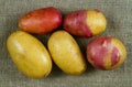 Potato tubers of different varieties of red and yellow color. Royalty Free Stock Photo