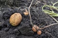 Potato tubers dug from the ground. View from above. Autumn. Royalty Free Stock Photo