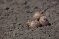 Potato tubers lay on the ground