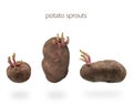 Potato tubers Royalty Free Stock Photo