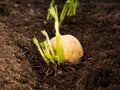 Potato tubers ready for planting into garden bed Royalty Free Stock Photo