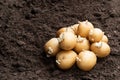 Potato tubers on soil. Ready to plant Royalty Free Stock Photo