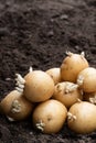 Potato tubers on soil. Ready to plant Royalty Free Stock Photo