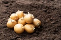 Potato tubers on soil. Ready to plant Royalty Free Stock Photo