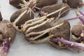 Potato tubers on a white background