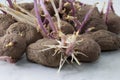 Potato tubers on a white background