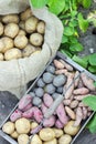 Potato varieties Royalty Free Stock Photo