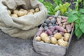 Potato varieties Royalty Free Stock Photo