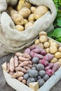 Potato varieties Royalty Free Stock Photo