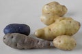 Potato varieties, specialties Royalty Free Stock Photo